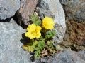 Geum reptans